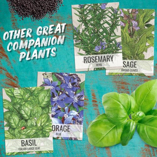 Lemon Balm Seeds to Plant Heirloom Non (5 Packs)