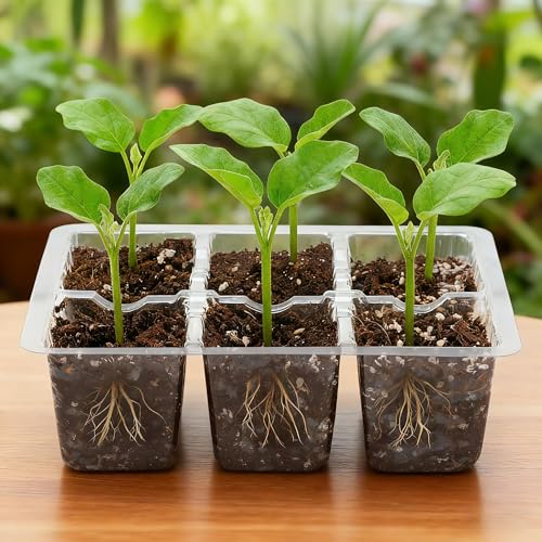10 Pack Seed Starter Trays (Clear / 60 XL Cells)