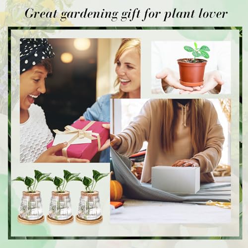 12 Pack Propagation Vases for Plants (Vertical Grain Style)