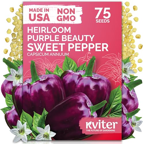 75 Purple Beauty Sweet Pepper Heirloom Vegetable Seeds