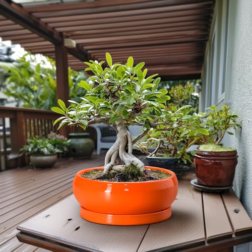 Bonsai Pots 13 Inch Ceramic Succulent Pots with Drainage Hole and Saucer (13 Inch / Orange)