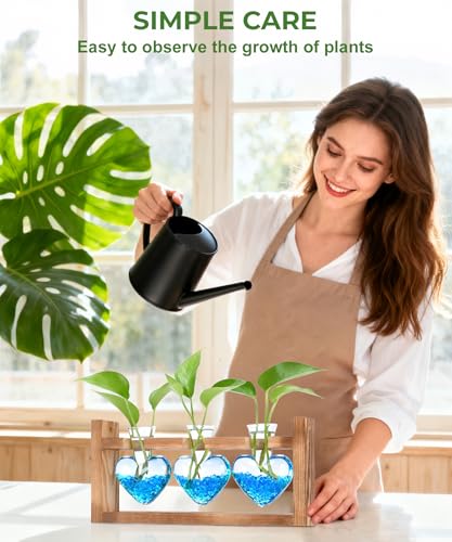 Plant Terrarium with Wooden Stand (Transparent)
