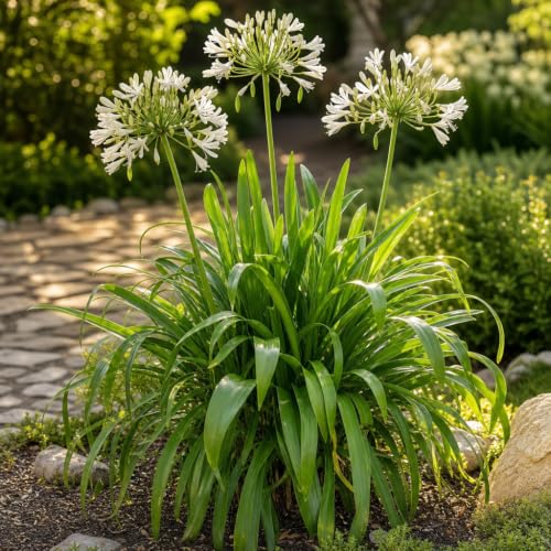 Agapanthus Africanus Getty White (1 Gallon / 1 Plant)