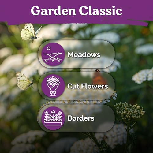 7 000 White Yarrow Heirloom Flower Seeds for Planting