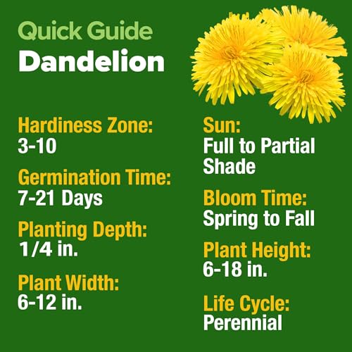 Dandelion Seeds