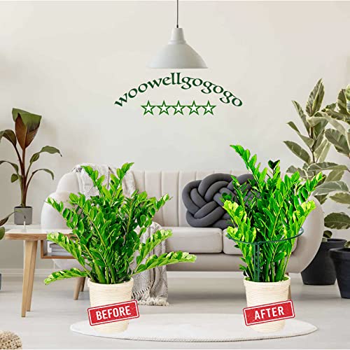 Snake Plant Support Stake (4 Count)