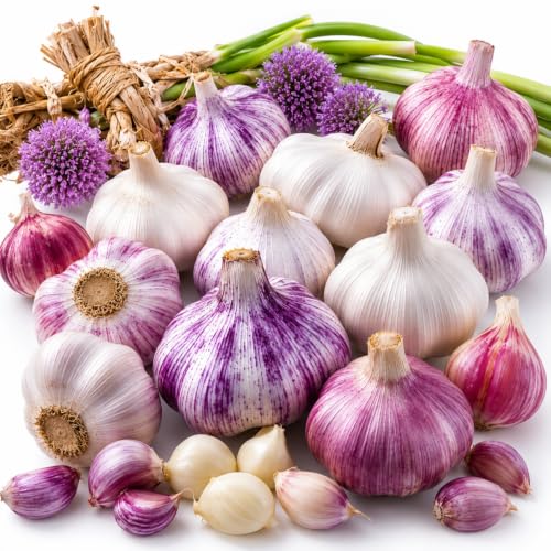 1 LB Top Size Hardneck Softneck Garlic Bulbs for Planting in Fall (Random Mix)