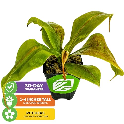 St. Gaya Pitcher Plants (St Gaya)