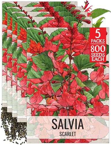 Scarlet Sage Seeds to Plant Perennial Red Salvia 5 Packs (5 Packs / Scarlet Salvia)