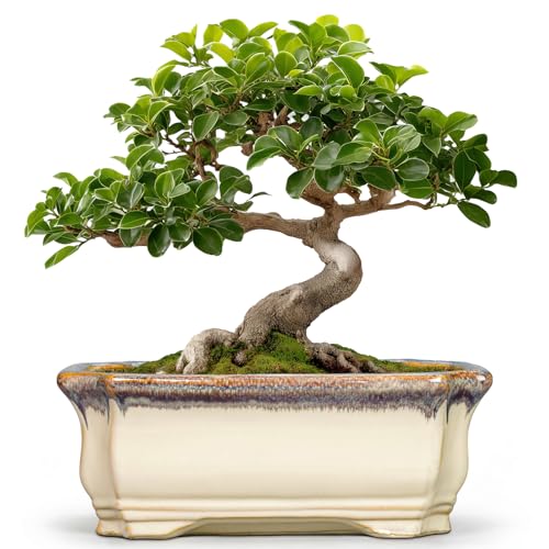 11.6 Inch Succulent Pots (11 Inch / Rectangular Beige-brown)