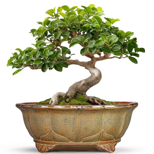 Ceramic Bonsai Pots (11 Inch / Oval Yellowish Brown)
