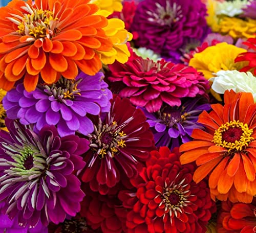 Zinnia Seeds for Planting