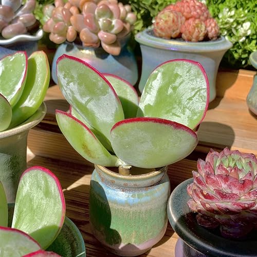 Live Succulents Plants Echeveria 'White Eyebrow' 3.5 inches