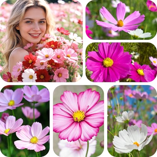 Mix Cosmos Seeds for 2026