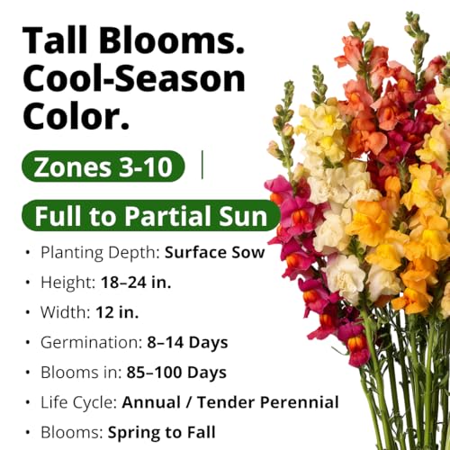 Tetra Snapdragon 7000 Flower Seeds Antirrhinum majus