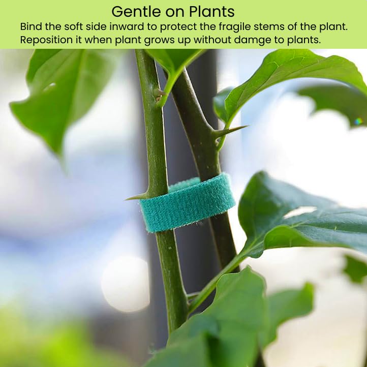 Plant Ties Hook and Loop Garden Tapes 1 (1/2 Inch x 32 Feet / Green)