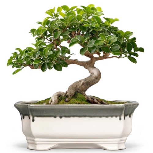 Ceramic Bonsai Pots (11 Inch / Rectangular Beige-grey)