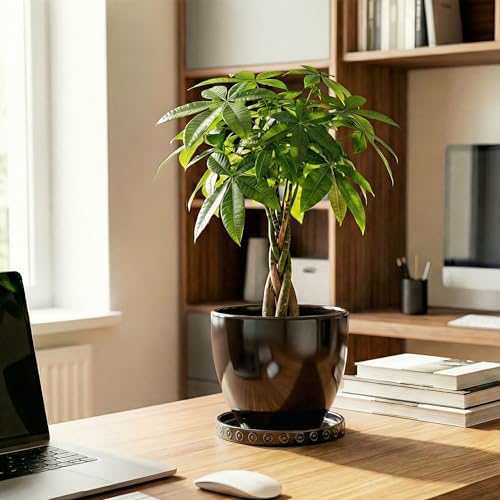 Plant Water Catcher Tray 5.6 Inch (5.6" / Black)