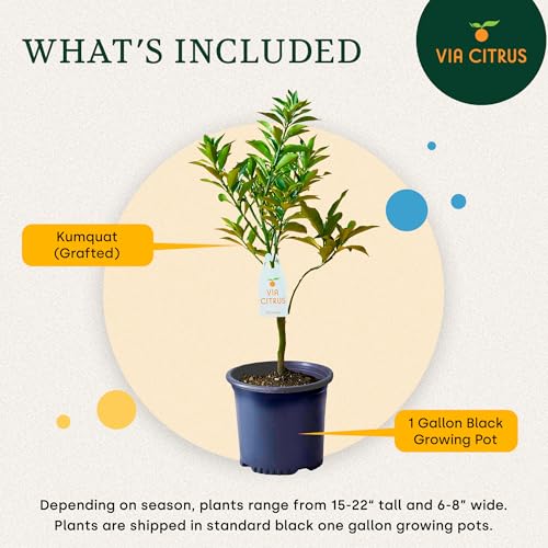 Grafted Kumquat Tree Live Plant 13 (Grafted Kumquat Tree)