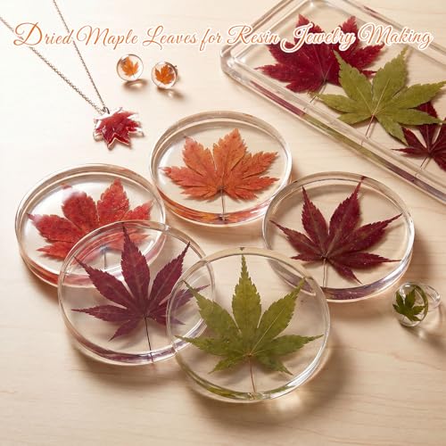 48 Pcs Dried Pressed Fall Maple Leaf for Cake Decorating (Maple Leaf)