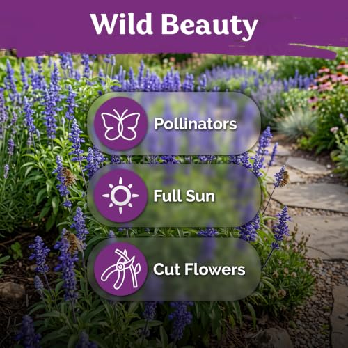 1 250 Blue Sage Heirloom Flower Seeds for Planting
