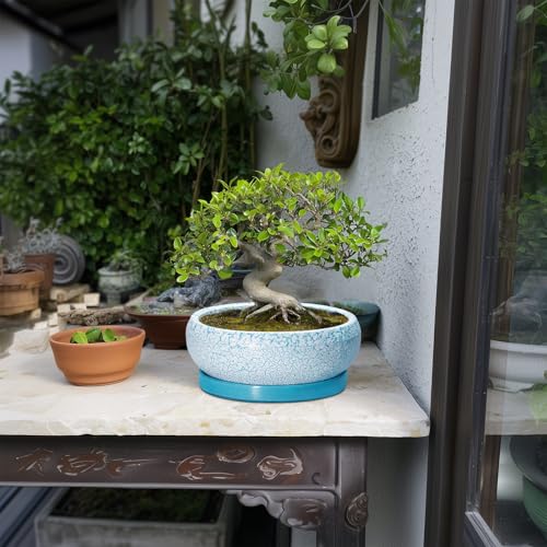 Succulent Pots 8 Inch (8 Inch / Blue-white)