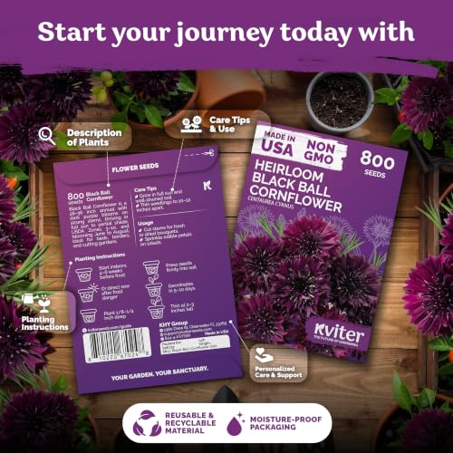 800 Black Ball Cornflower Heirloom Flower Seeds