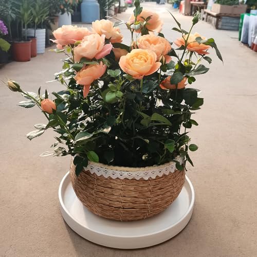 Plant Saucer for Indoors (12in(1 Pack) / Frosted White)