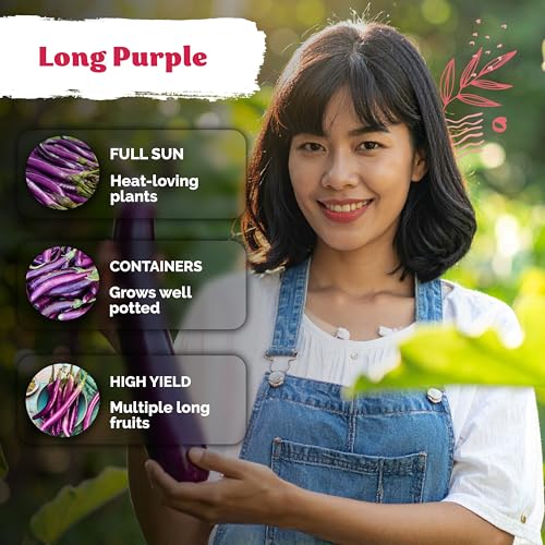 175 Long Purple Eggplant Heirloom Vegetable Seeds
