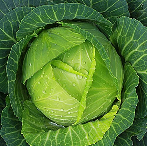 200+ Copenhagen Cabbage Seeds for Planting Outdoors
