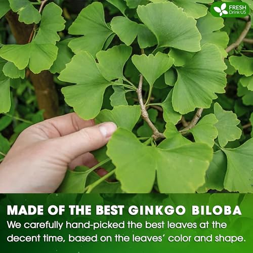 Premium 135 Ginkgo Biloba Leaf Tea Bags (135 TeaBags)