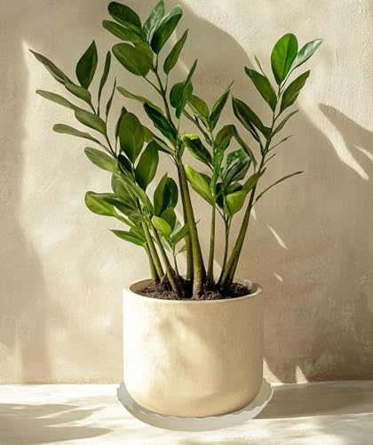 6 Pack Plant Saucer 6 inch (6" (6 pack) / Beige)