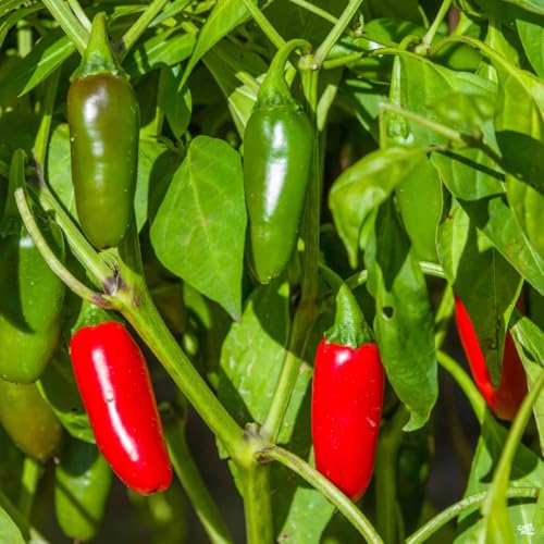 Serrano Pepper Plants Live (Serrano Pepper)