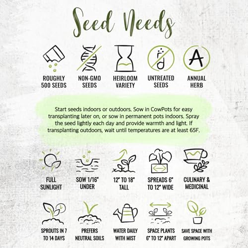 Summer Savory Seeds to Plant Heirloom Non (5 Packs)