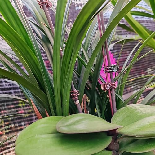 200PCS Plant Clips