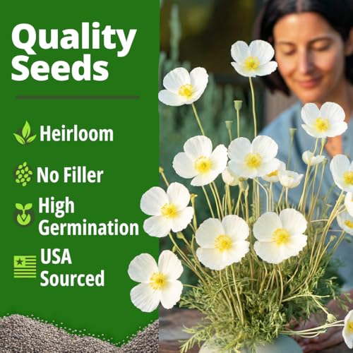Ivory Castle Poppy 2500 Flower Seeds Eschscholzia californica
