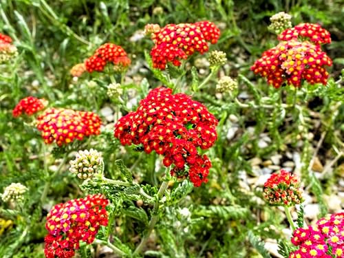 Live Perennial Plants (5 Count)