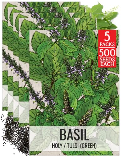 Holy Basil Seeds to Plant Heirloom Non (5 Packs)