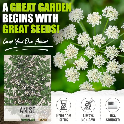 Anise Seeds to Plant Annual Heirloom Non (5 Packs)