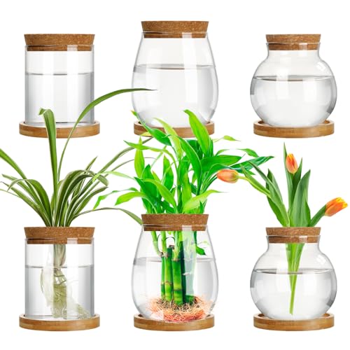 6 Pcs Glass Plant Propagation Station with Wood Lid & Stand (Classic)
