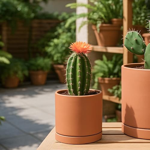 2 Pack Terracotta Plant Pots with Saucers (2 Count)