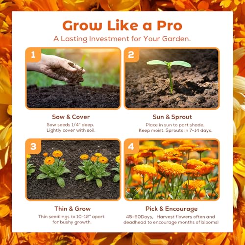 Calendula Seeds 1 oz