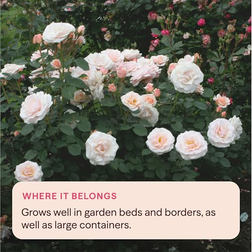 Heirloom Floribunda Roses (Pretty Lady)