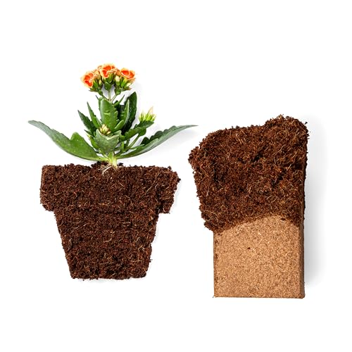 Coco Coir 650gm Bricks (Coco Bliss 650gm (6 Bricks))