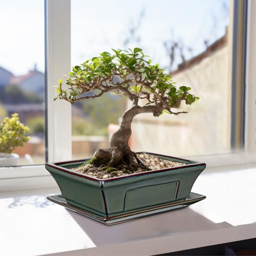 Set of 2 Large Bonsai Pots with Drainage Tray (Green / 10"x7.4"x3.1")