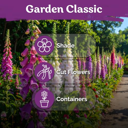 5 500 Foxglove Excelsior Mix Heirloom Flower Seeds