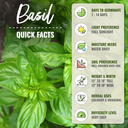Italian Basil Seeds to Plant Heirloom Non (5 Packs)