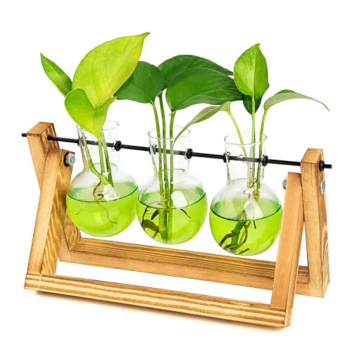 Plant Terrarium Kit with Wooden Stand 3 Gradient Green Bulb Vases (Green)