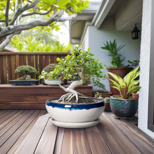 Bonsai Tree Pots (12 Inch / Blue Off-white)