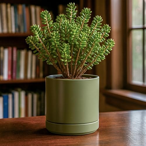 2 Pack Ceramic Pots with Saucers (2 Count)